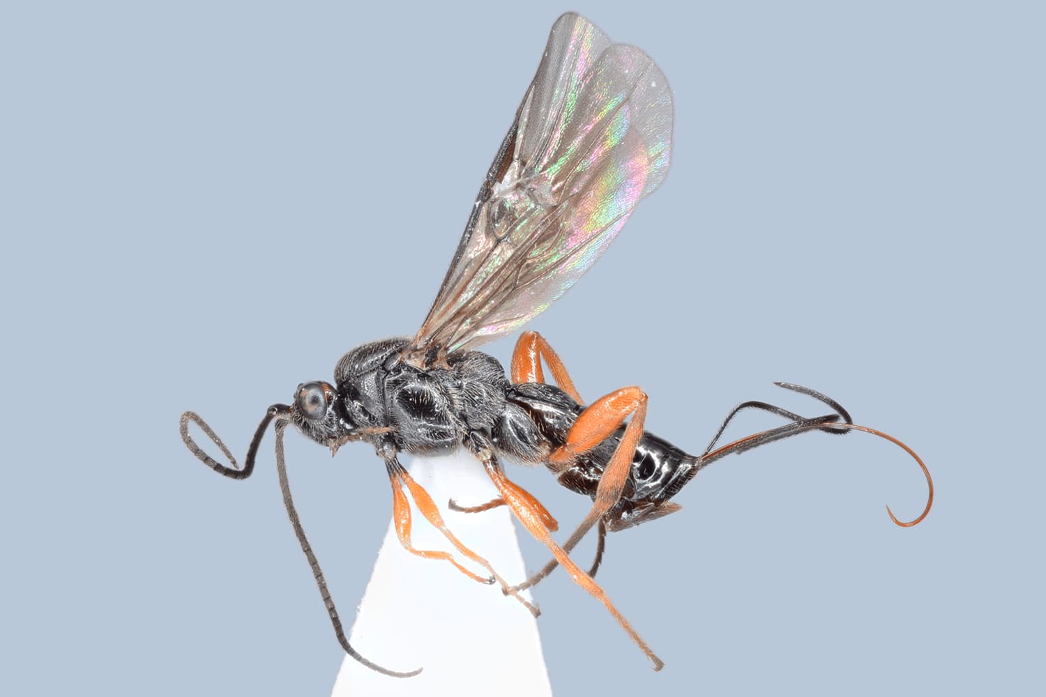 Default image